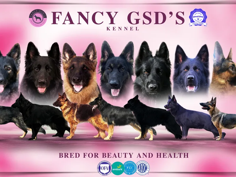 Fancy GSDs