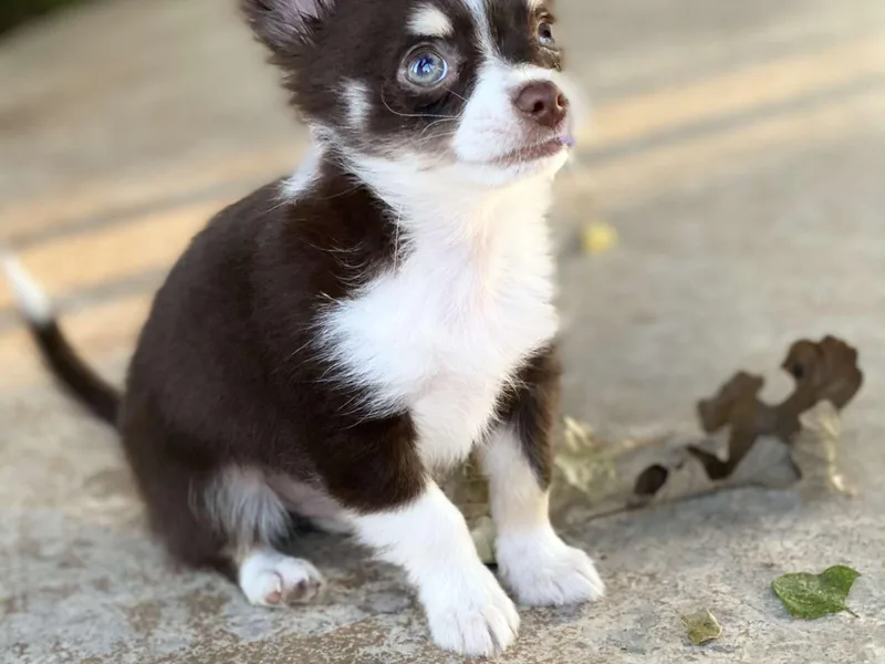 Fancy Pants Chihuahua’s