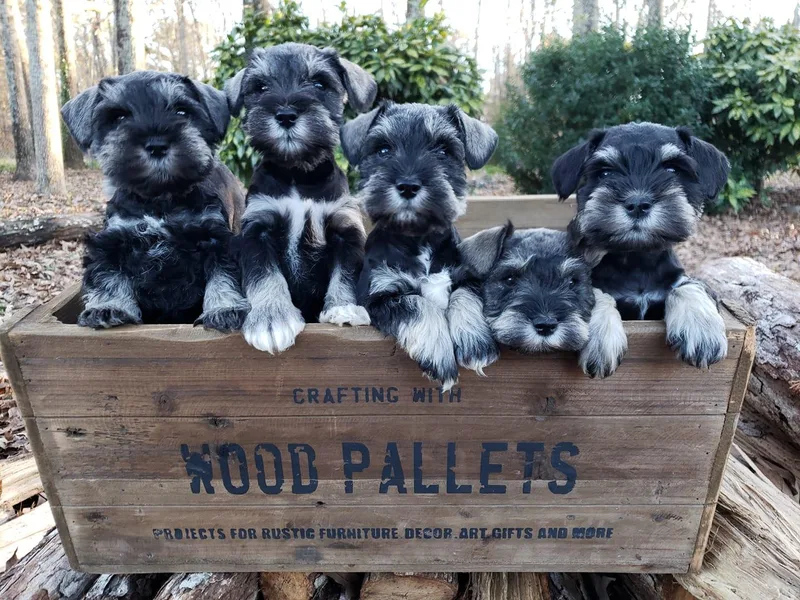Fancy Pants Miniature Schnauzers