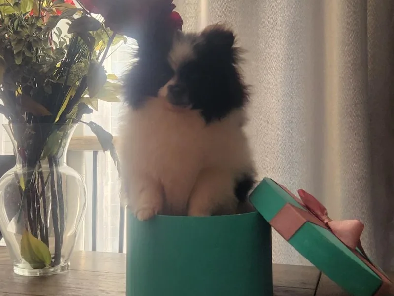 Fancy Paws Pomeranians