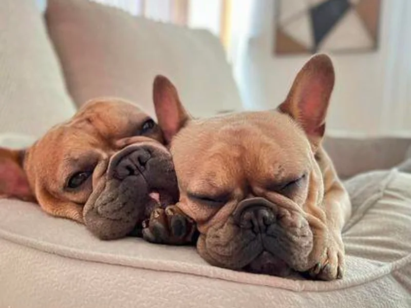 Fancy Pig Frenchies
