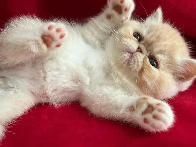 Fancy Schmancy Kittens