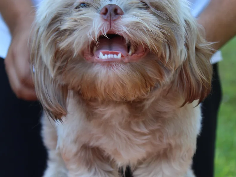 Fancy Shih Tzus Florida