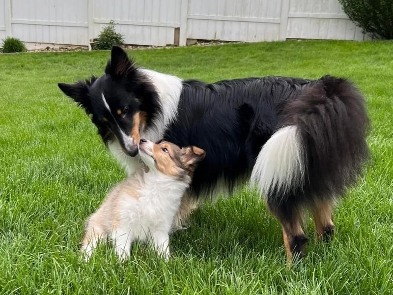 Fancypants Shetland Sheepdogs