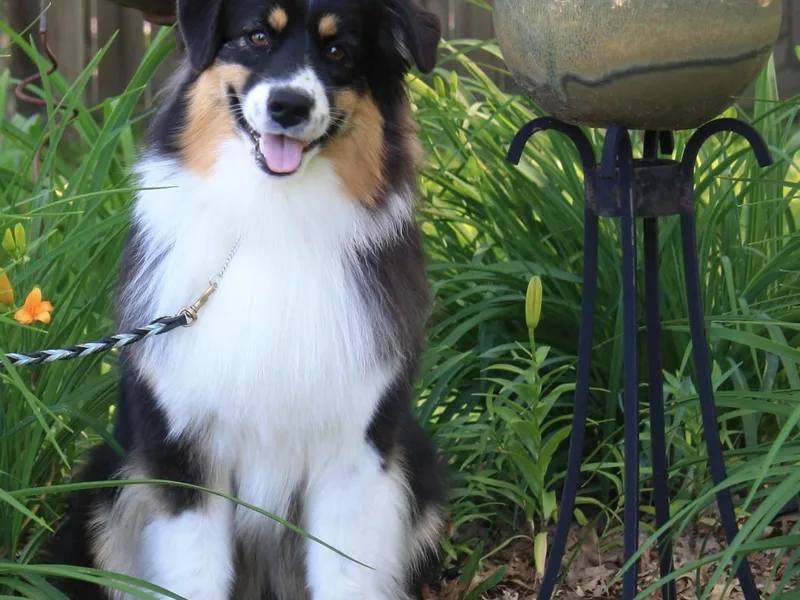 Fandango Australian Shepherds