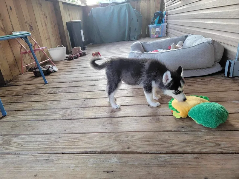 Fann-tastic Pomskies