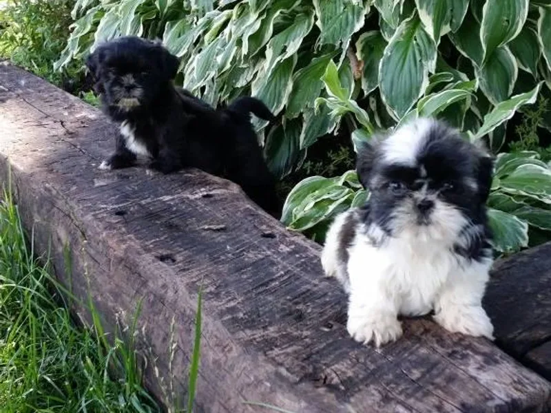 Fantasy Forest Kennels