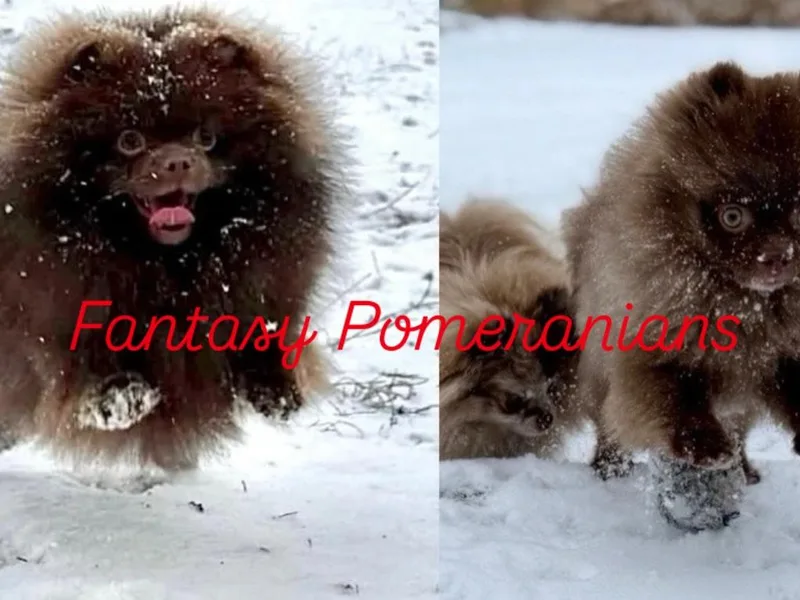 Fantasy Pomeranians &amp; Fantasy Aussies