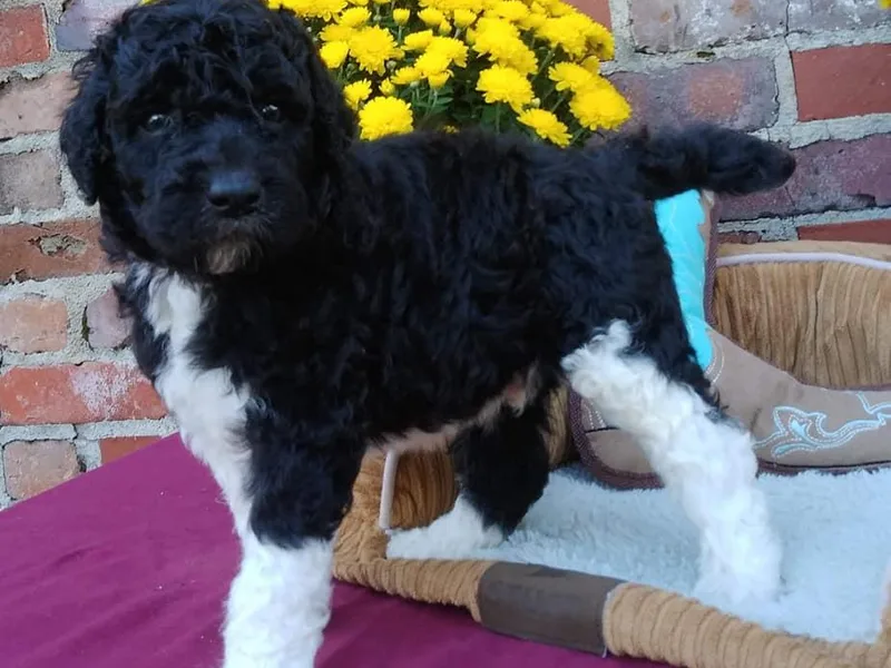 Fantasy Poodles photo 1