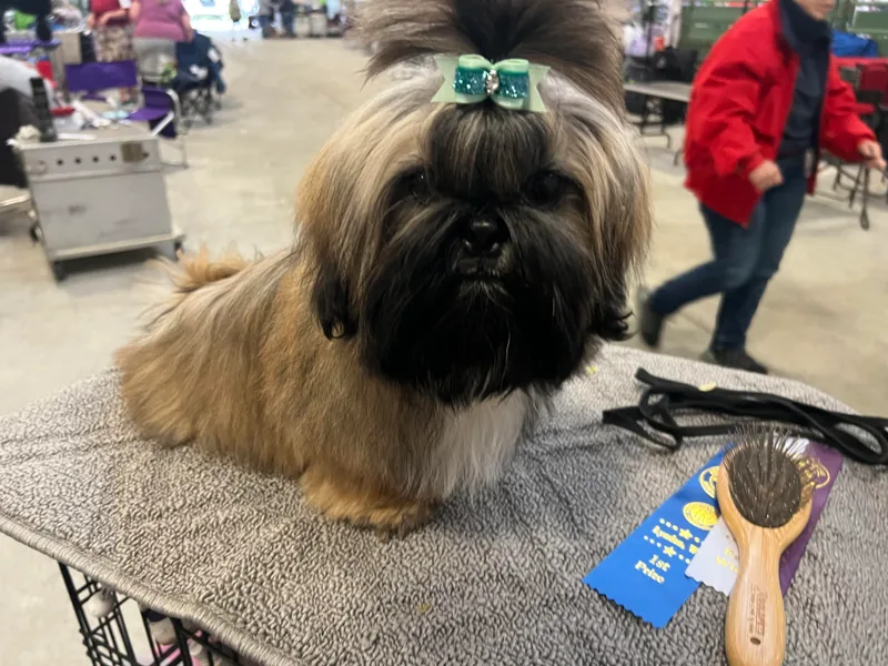 Fantasy Realm Shih Tzus