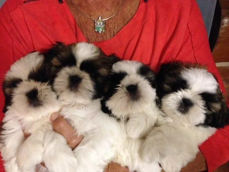 Fantasy Shih Tzu