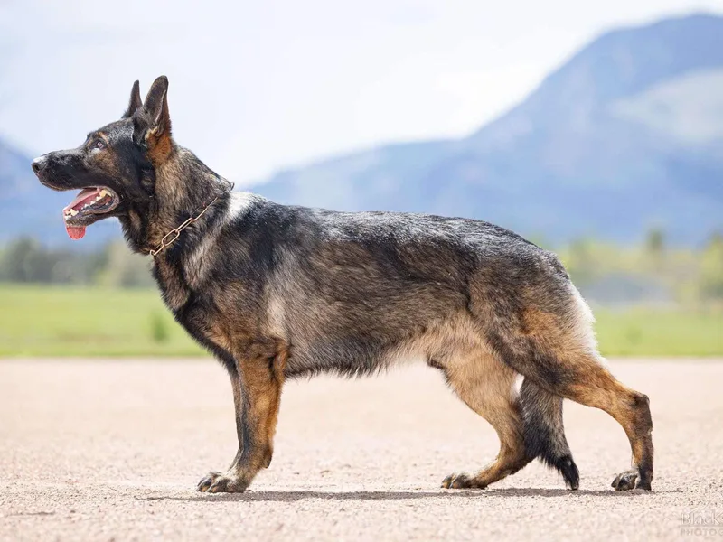 Faoladh German Shepherds