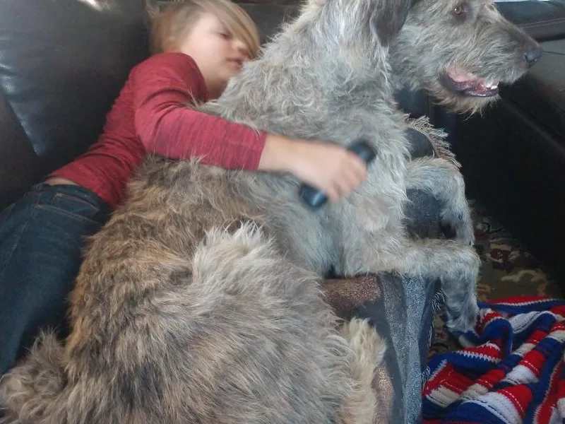 Faolan Irish Wolf Hounds