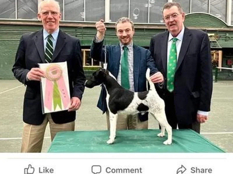 Far Echo Fox Terriers photo 1