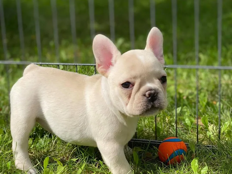 Far North Frenchies