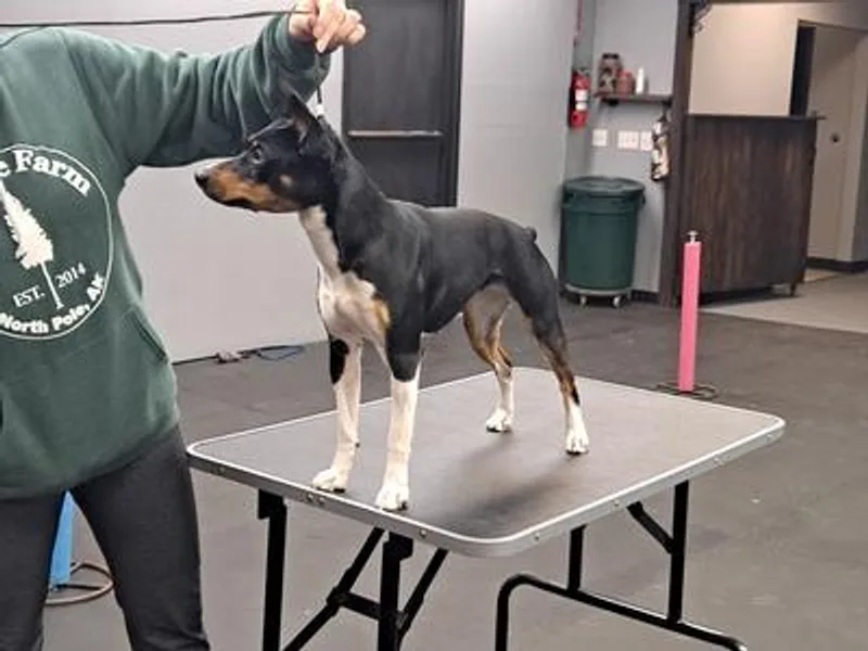 Far North Rat Terriers