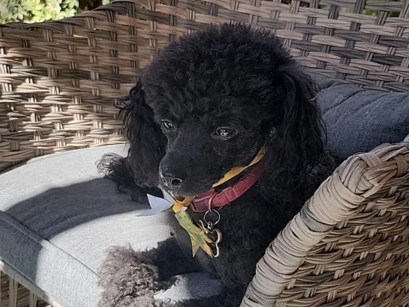 Far West Texas Oodles of Cavi's &amp; Cavoodles