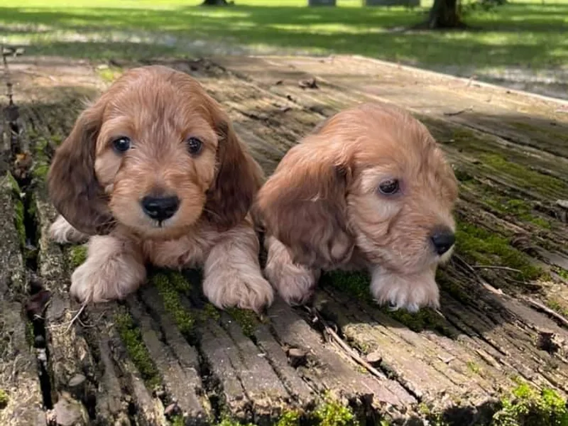 Faraway Farm Dachshunds