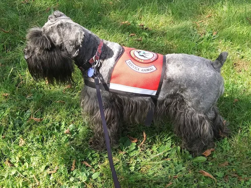 Farbe Miniature Schnauzers