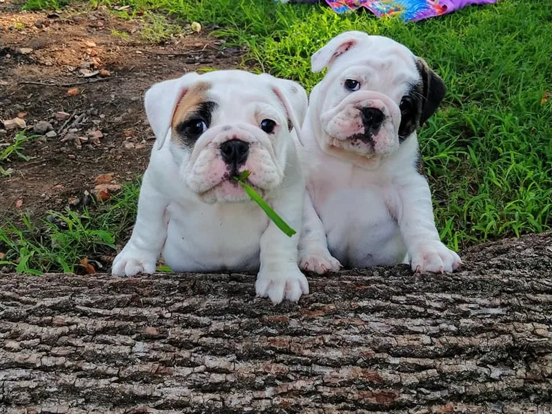 Farleys Fabulous Fur Bullies