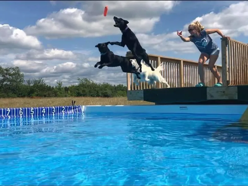 Farm Creek Retrievers