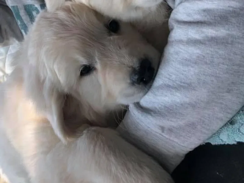 Farm land Goldens