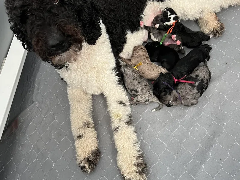 Farm Sweet Farm Doodles