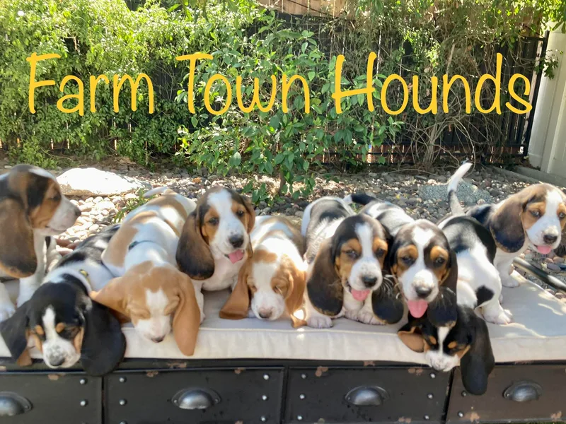 Farm Town Hounds