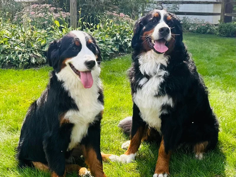 Farmdale Bernese Mountain Dogs