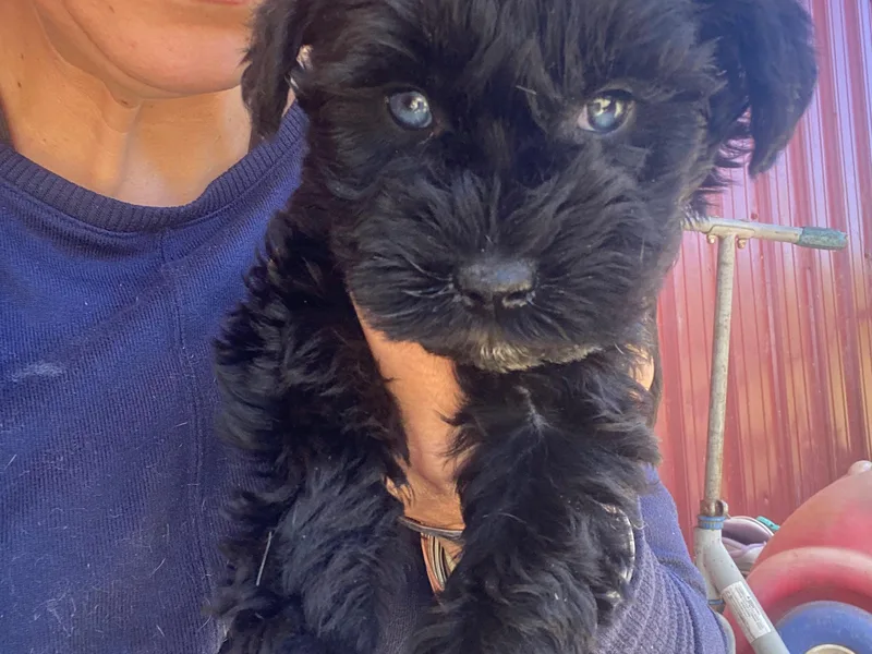 Farmer Brown's Puppies