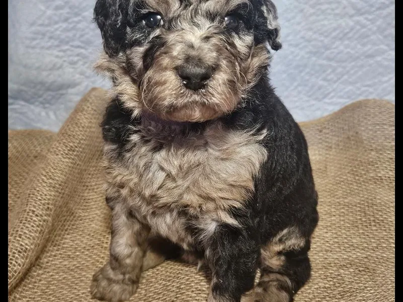 Farmer's Chic Doodles