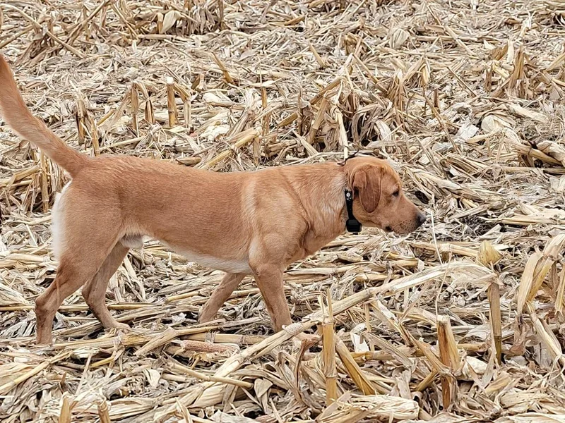Farmers Creek Kennels