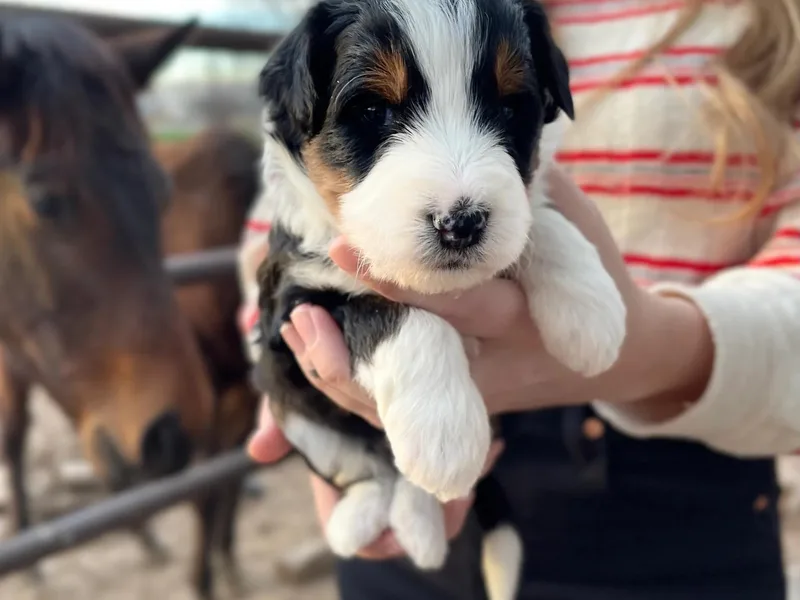 Farmfreshpups photo 1