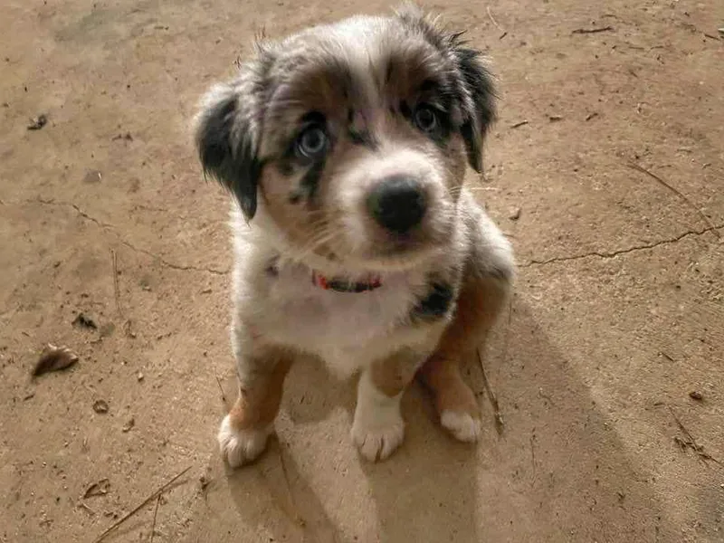 Farmhouse Aussies