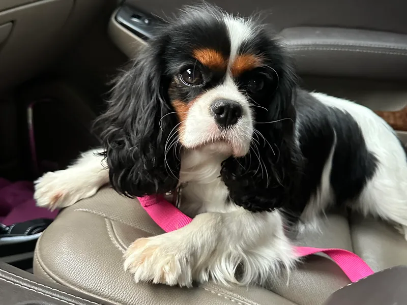 Farmhouse Cavaliers NC