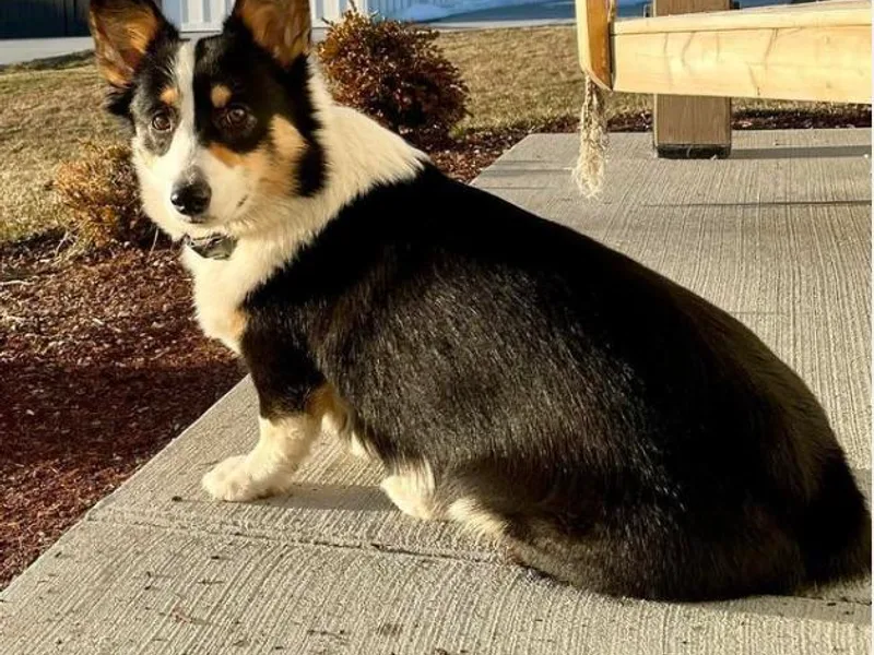 Farmhouse Corgis