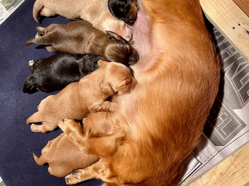 Farmhouse Dachshunds