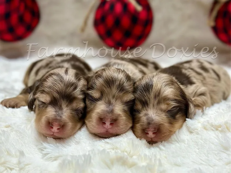 Farmhouse Doxies