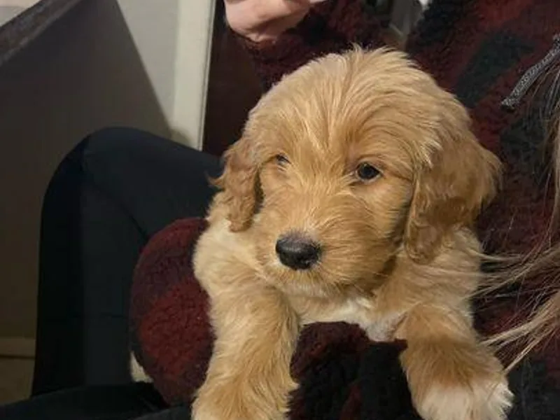Farmhouse Goldendoodles