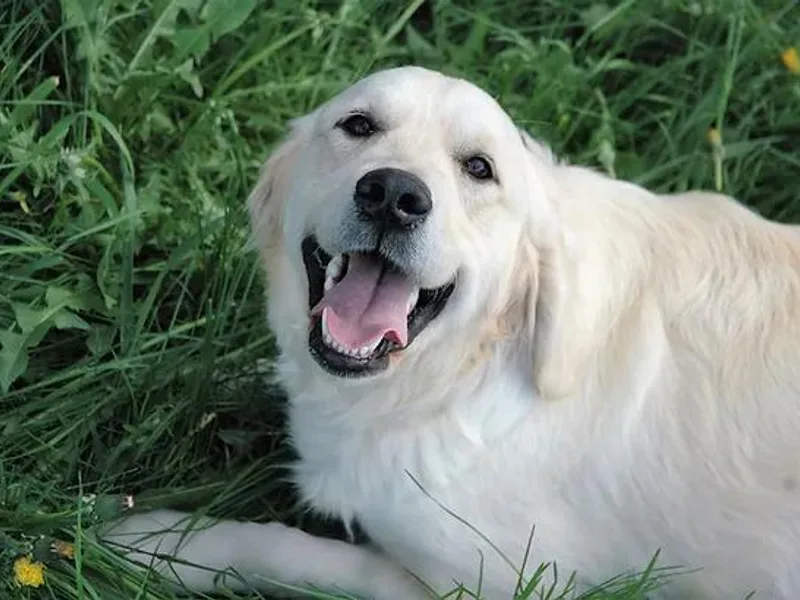 Farmhouse Goldens
