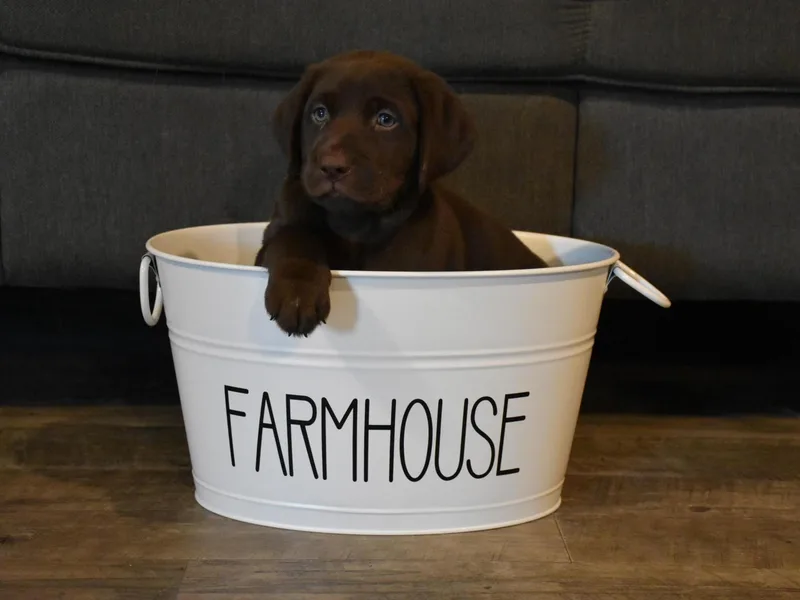 Farmhouse Labradors