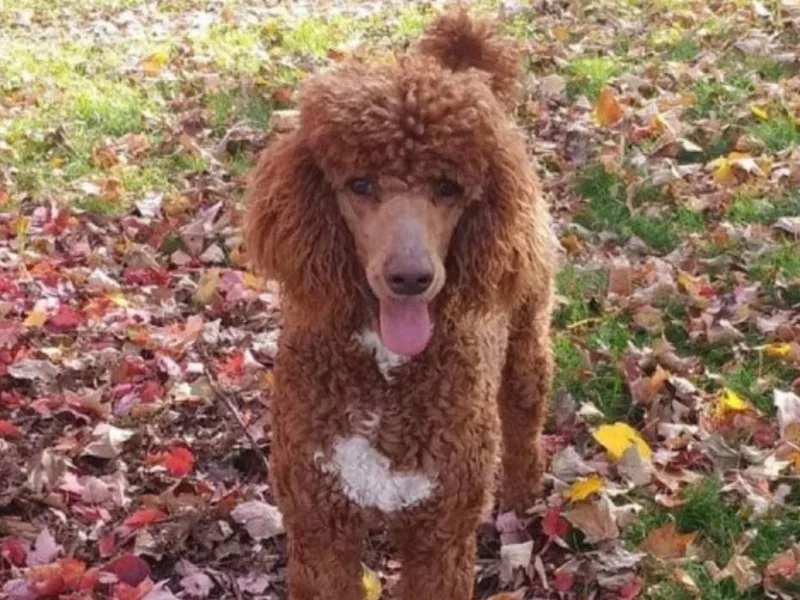 Farmington Ridge LLC