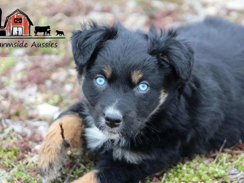 Farmside Aussies