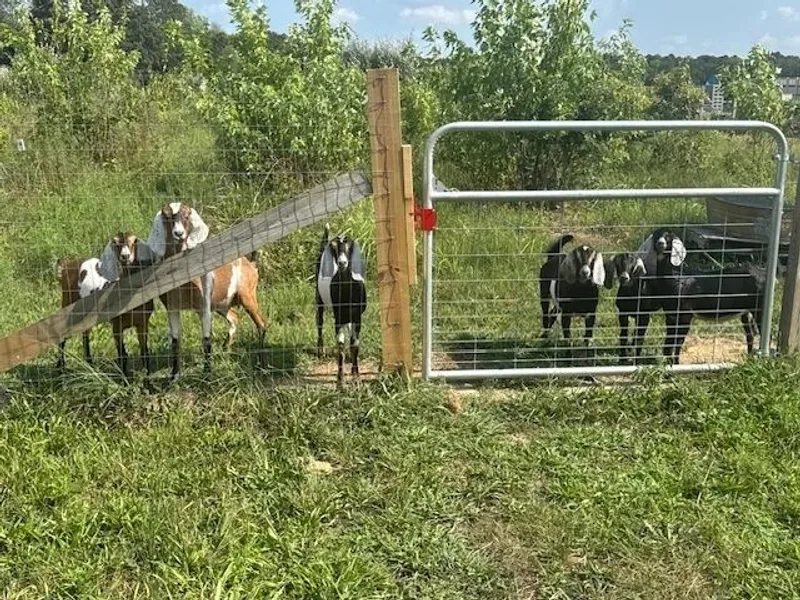 Farmview Acres / Shepherds