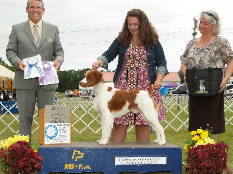 FarOut Fields Brittanys