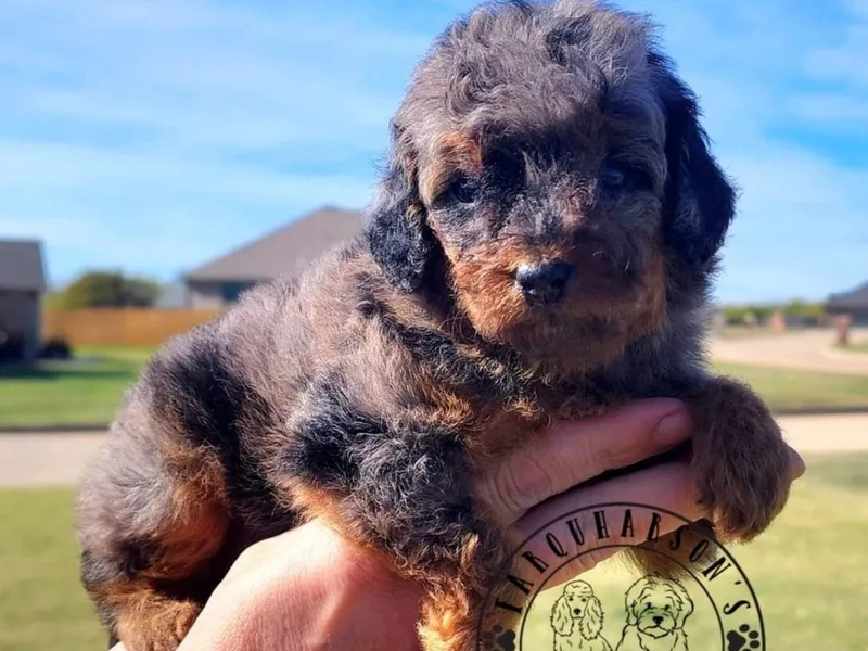 Farquharson's Poodles&amp;Doodles