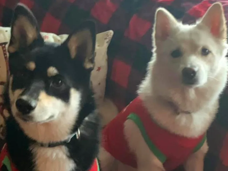 Farrah's Pomskies