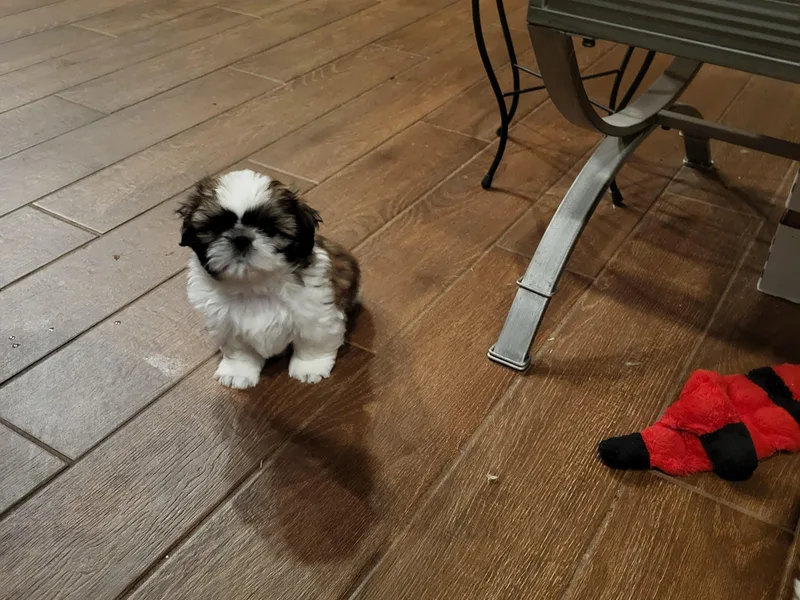 Fascination's Shih Tzu's