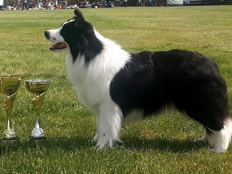 Fasstari Border Collies