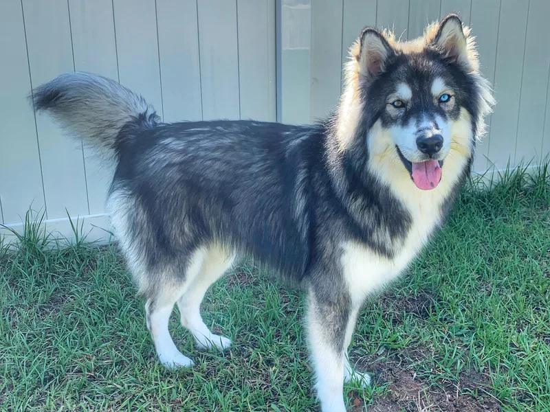 Fast.N.Furriest Huskies